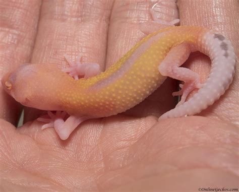 Hello Bell Albinos! Leopard Gecko Radar Hatchlings of 2017 ...