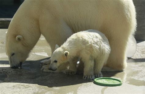 Public help sought in naming Toledo Zoo's polar bear cubs - The Blade