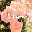 icon wallpaper-Pink Roses- для Android — Скачать