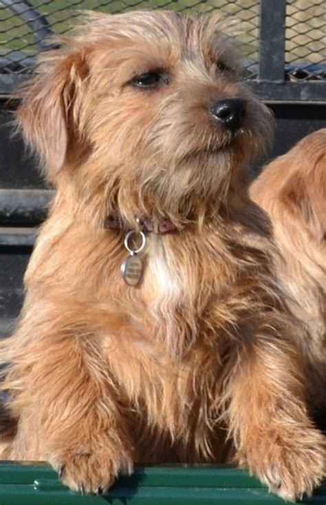 √70以上 norfolk terrier border terrier yorkie mix 189320