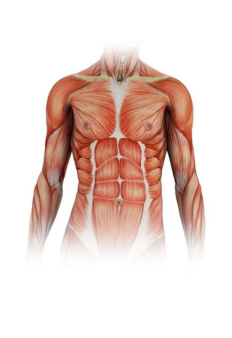 Male Torso Muscle Anatomy