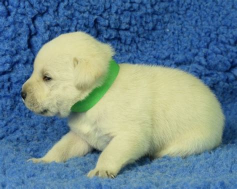White Labrador Retriever Puppies For Sale | Bullis Lake Labradors