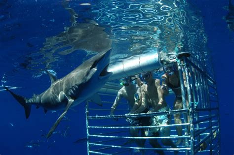 Shark Cage Tour with Hawaii Shark Encounters on North Shore, Oahu ...