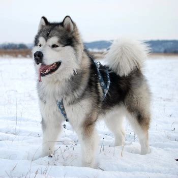 Alaskan Malamute Breed Information, Characteristics & Heath Problems ...