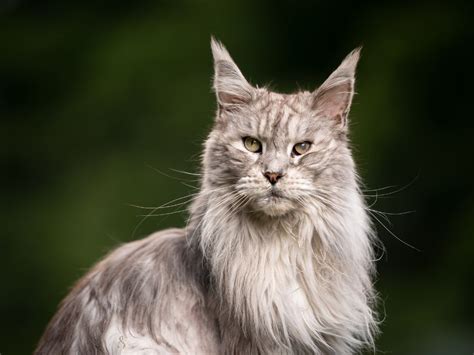 Gatto Maine Coon: origini e curiosità del gigante americano