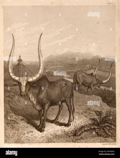 Sanga cattle (Bos africanus) in an African landscape, 19th-century ...