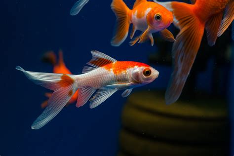 Comet Goldfish - The Care, Feeding and Breeding of Comet Goldfish ...