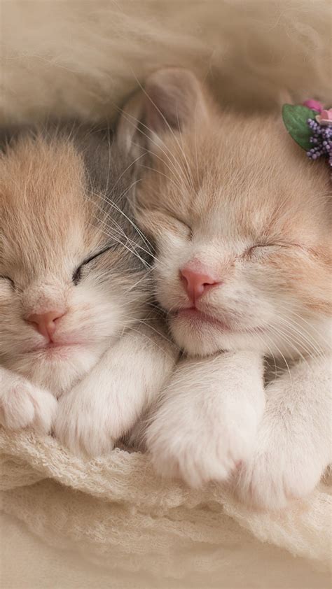 Very Cute Kittens Wallpapers - Wallpaper Cave