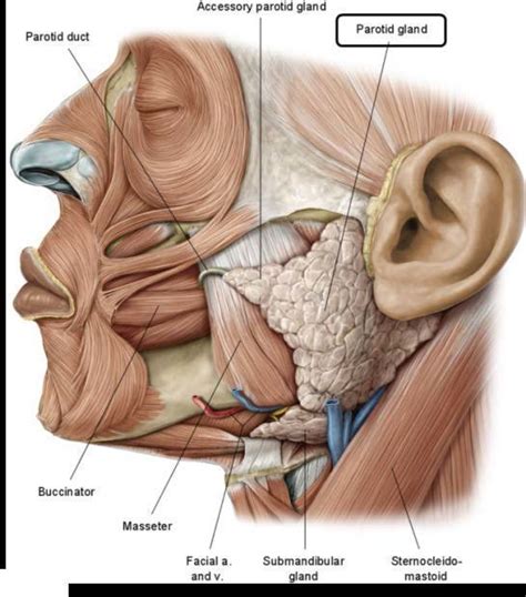 Parotid Gland Anatomy