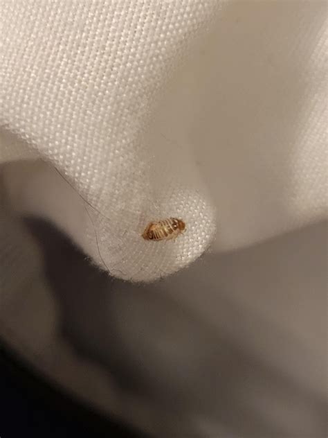 is this a bed bug skin shed? : r/Bedbugs