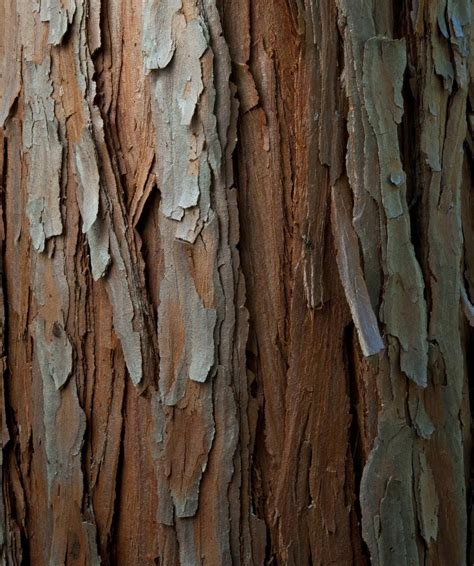 Cedar Bark | Cedar trees, Tree bark texture, Tree textures