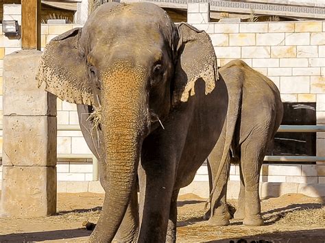 Visit Animal Areas At Emirates Park Zoo & Enjoy Wildlife Animals