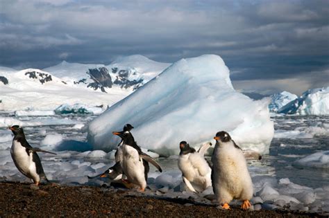 Gentoo Penguin Facts, Habitat, Predators, Lifespan, Pictures