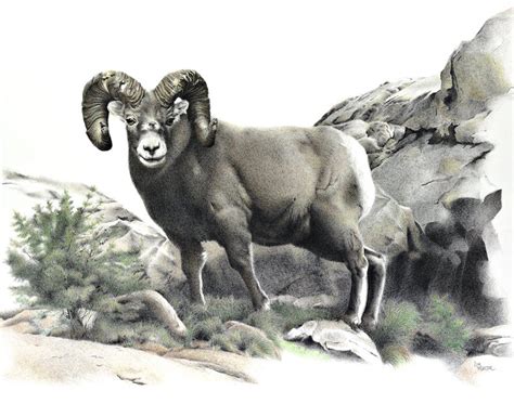 Bighorn Sheep Drawing at PaintingValley.com | Explore collection of Bighorn Sheep Drawing