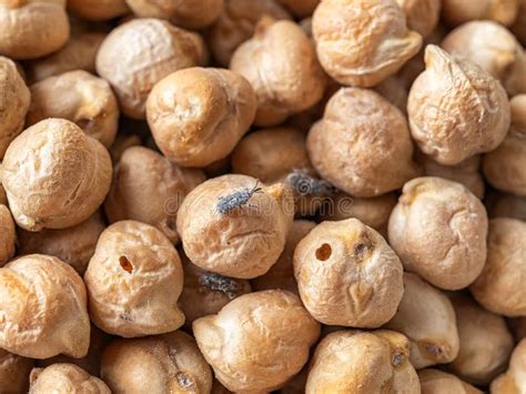 Grain Weevil on Chickpea Beans and Holes Bored of Larvae Macro. Wheat ...