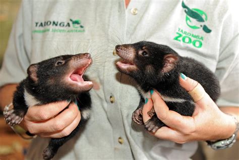 Tasmanian Devil Babies! | POPSUGAR Pets