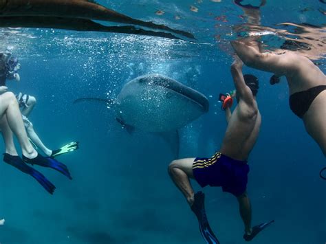 How to snorkel with whale sharks in Ari Atoll