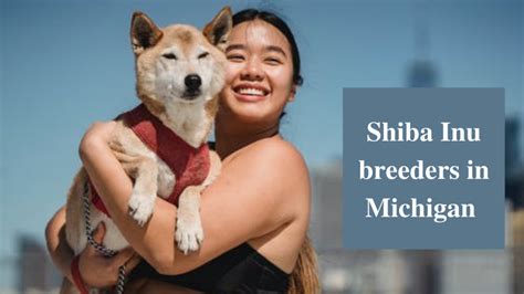 6 Shiba Inu Breeders in Michigan (MI) - The Animal Nut