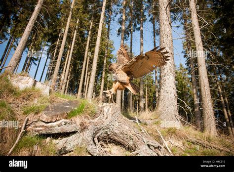 Flying eagle owl Stock Photo - Alamy