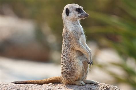 File:Meerkat feb 09.jpg - Wikipedia