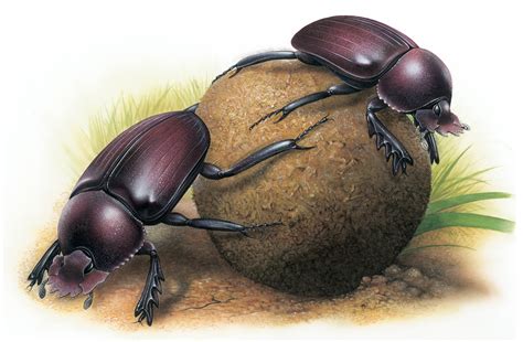 Dung beetle clipart - Clipground