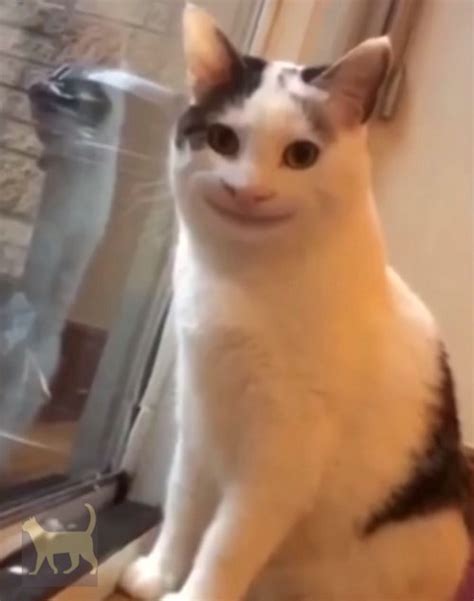 Cursed_smile : r/cursedcats