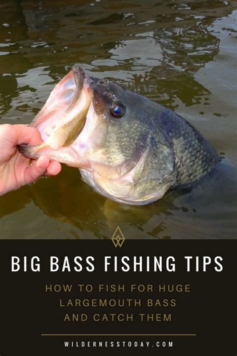 Bass Fishing Tips: How to Catch Big Bass - Wilderness Today in 2024 ...