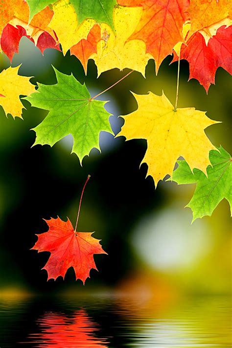 🔥 Download Autumn Leaves HD Wallpaper This by @christyb24 | Autumn Leaves HD Wallpapers, Autumn ...