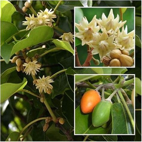 Bakul /Indian Medlar-Avenue Trees – Exotic Flora