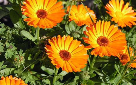 Orange Calendula Flower Seeds 363 · Turtle Tree Seed Initiative