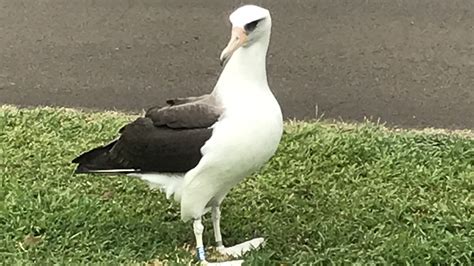 Laysan Albatross: An Unexpected Attraction In Hawaii : NPR