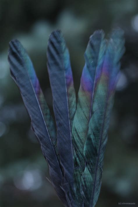 Closer to the Wind | I found four perfect iridescent Raven feathers on...