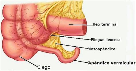 INTESTINO GRUESO | Mind Map