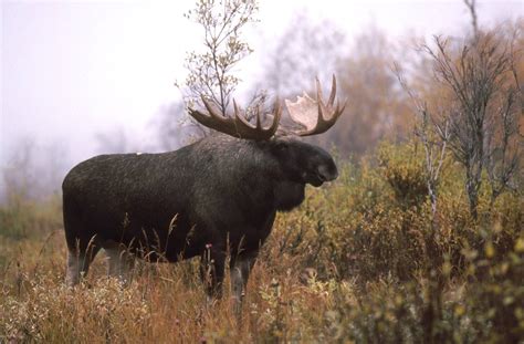 Magnificent Male Moose on misty meadow : r/pics