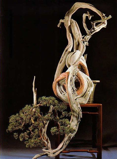 the Dragon | Bonsai, Juniper bonsai, Bonsai art