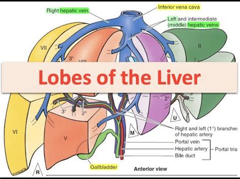 Lobes of the Liver - YouTube