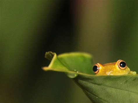 frog hiding on leaf-wild animals photo wallpaper Preview | 10wallpaper.com