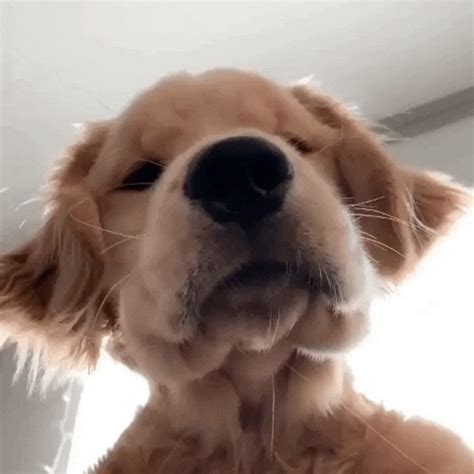 Golden Retrievers GIF