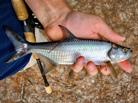 Are Tarpon Spawning in South Carolina Estuaries? - PointClickFish.com