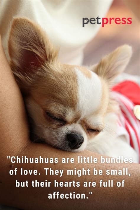 Tiny but Big Wisdom: 50 Best Chihuahua Dog Quotes That Inspire