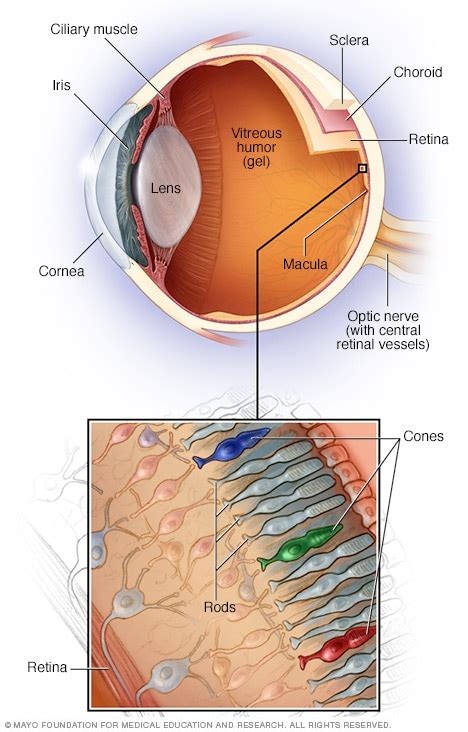 Parts of the eye - Mayo Clinic