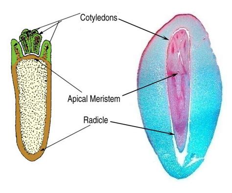 Seeds, Embryogenesis