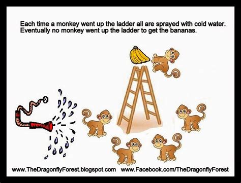 The Dragonfly Forest: What the 5 Monkey story can teach you about INSIGHT!