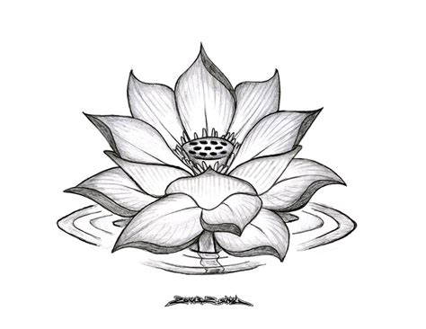 Lotus Drawing at PaintingValley.com | Explore collection of Lotus Drawing