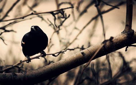 Crow Wallpapers HD - Wallpaper Cave