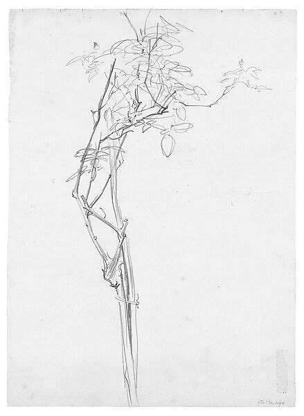 John Singer Sargent | Rose Branch, Study for "Carnation, Lily, Lily, Rose" | American | The ...