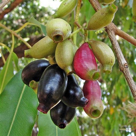 Jambolão (Syzygium cumini) by Mauricio Mercadante, via Flickr | Frutas exóticas, Frutas ...