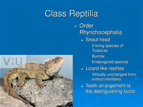 PPT - Class Reptilia PowerPoint Presentation, free download - ID:352164