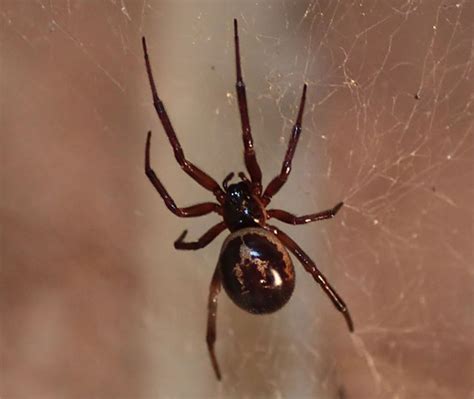 False Widow Spider Pictures - False Widow Spider