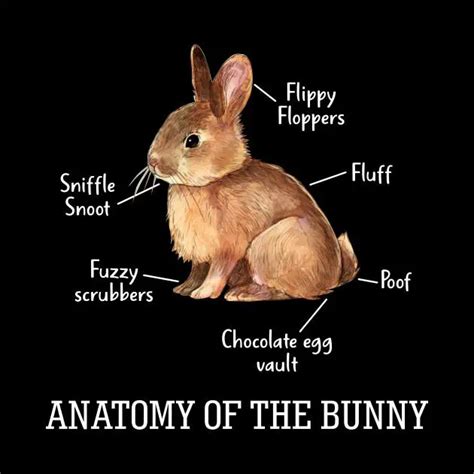 Understanding the Anatomy of Bunnies | Here Bunny